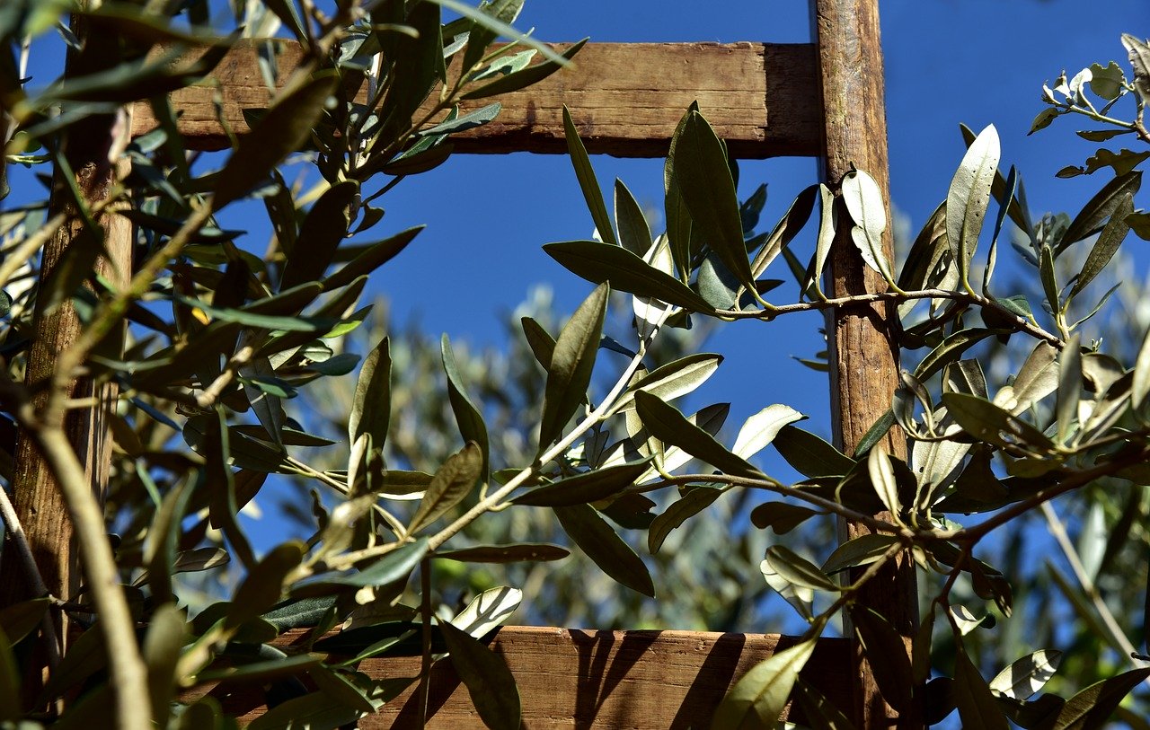 agridurable-tunisie-huile-olive