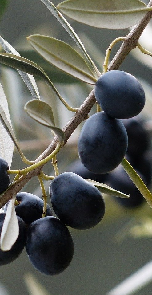 agridurable-tunisie-huile-olive_olivier_p